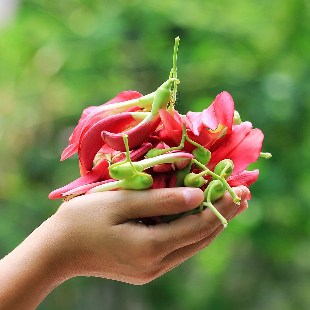 Red Hummingbird Tree (Sesbania Grandiflora) - Image 4