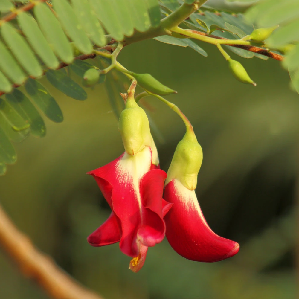 Red Hummingbird Tree (Sesbania Grandiflora) - Image 5