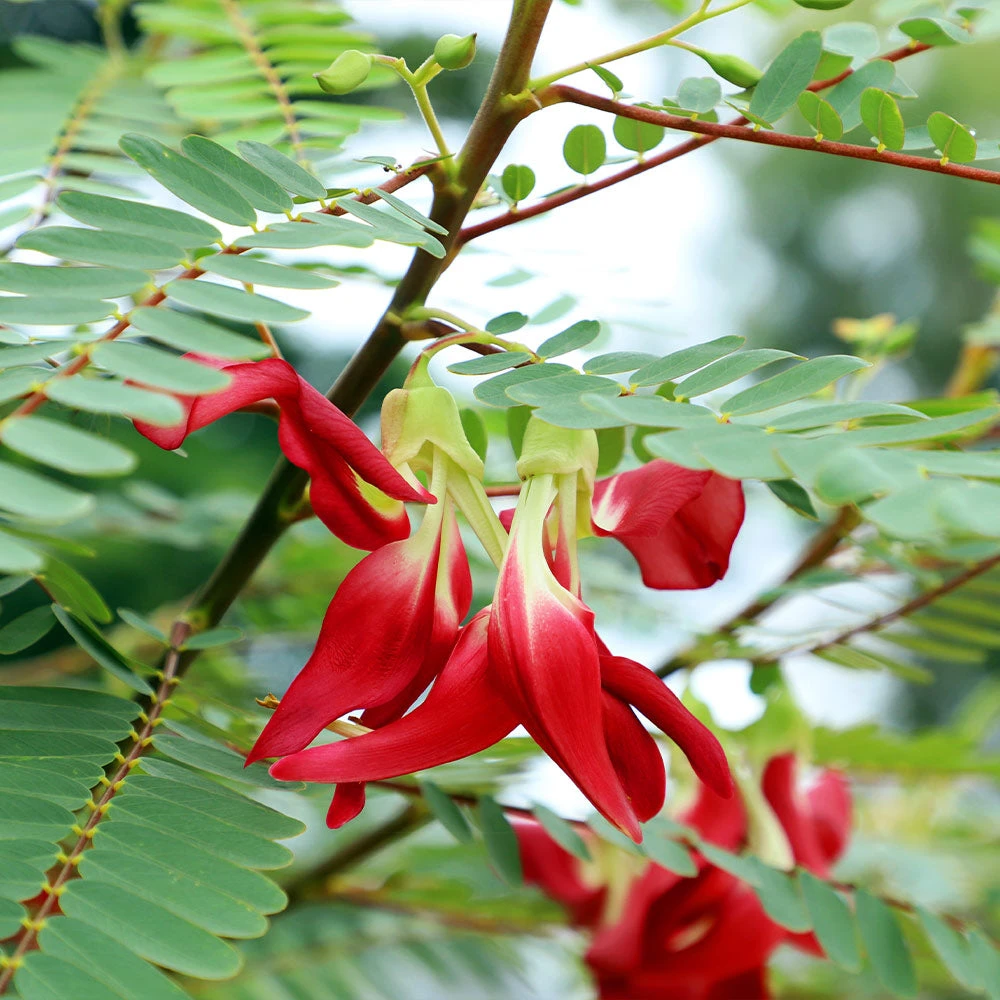 Red Hummingbird Tree (Sesbania Grandiflora) - Image 2