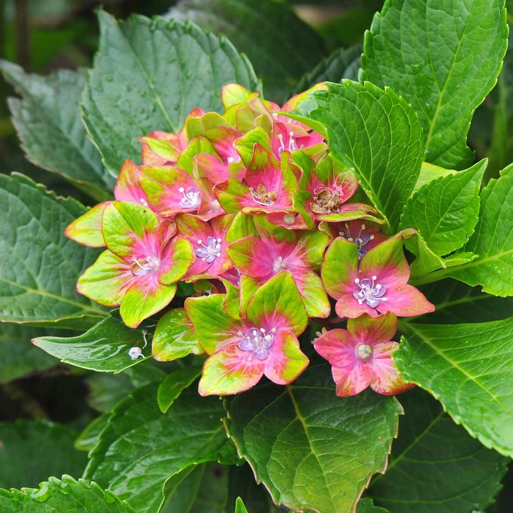 Pistachio Hydrangea Shrub - Image 4