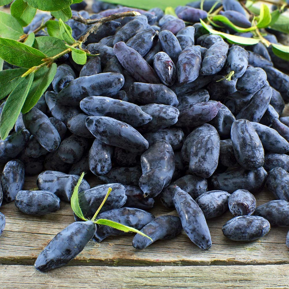 Indigo Gem Haskap (Honeyberry) - Image 3