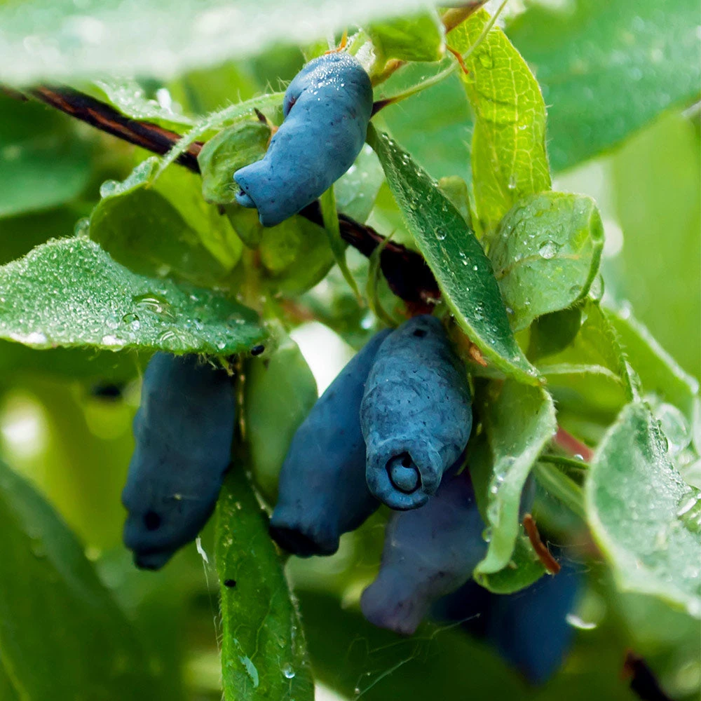 Indigo Gem Haskap (Honeyberry) - Image 2