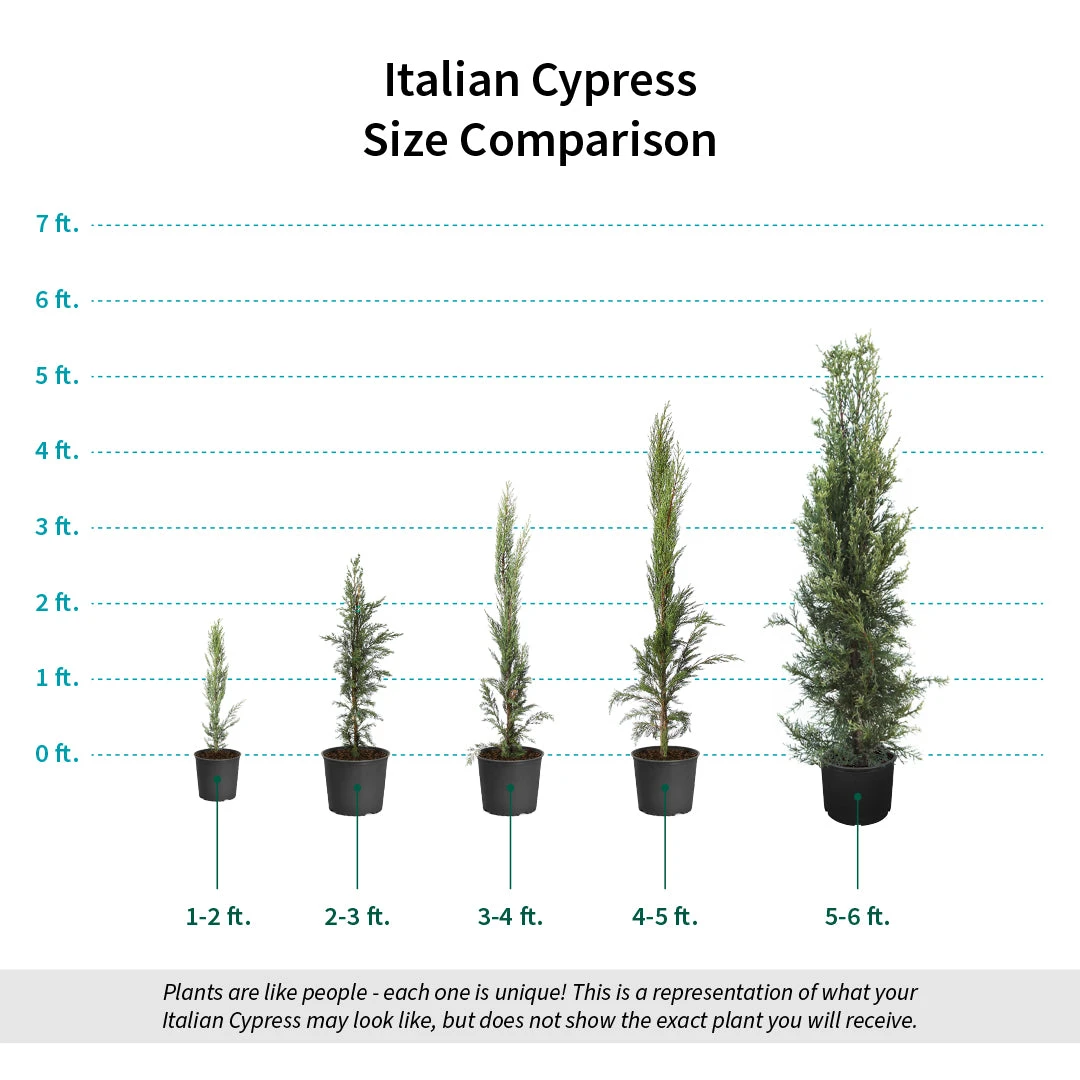Italian Cypress - Image 8