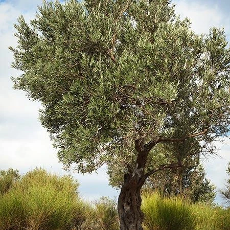 Italian Olive Tree - Image 4