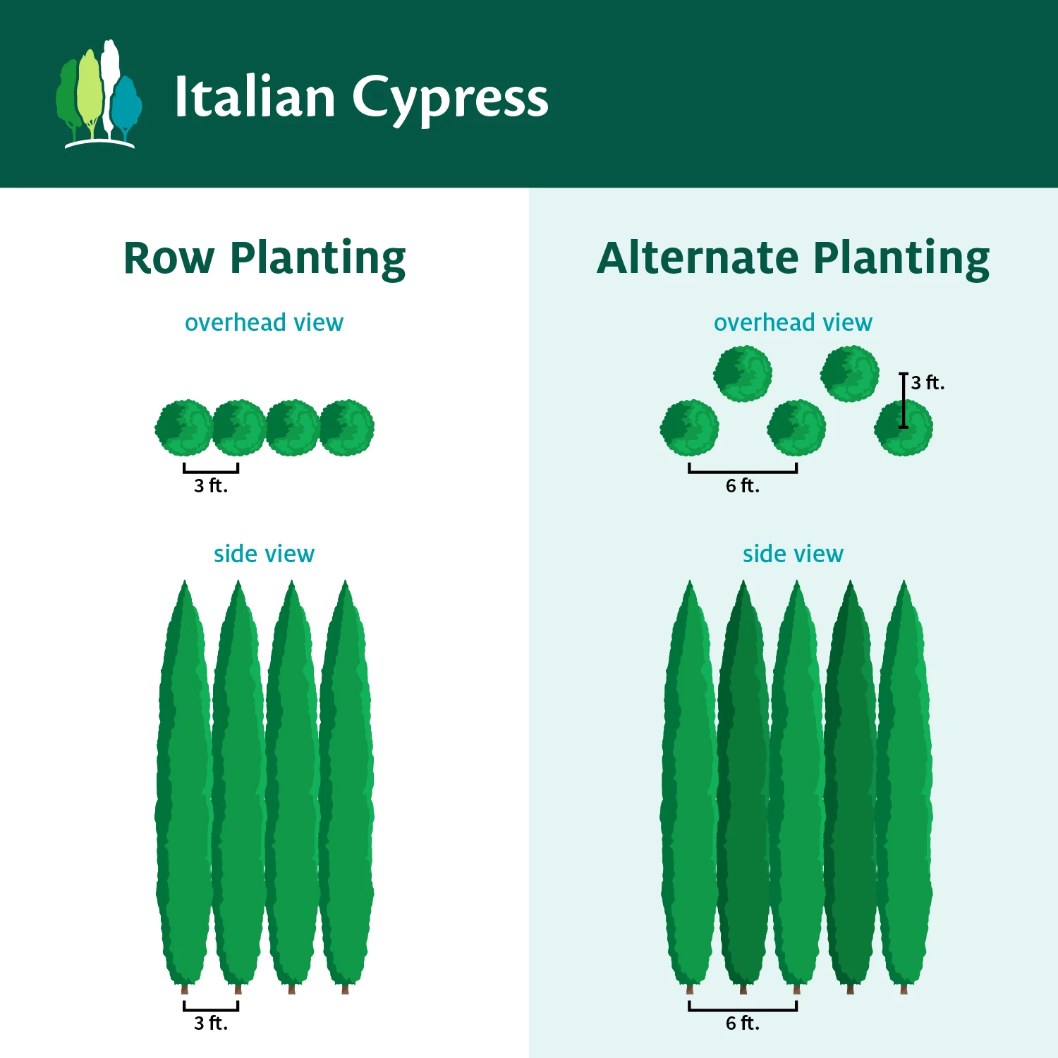 Italian Cypress - Image 7