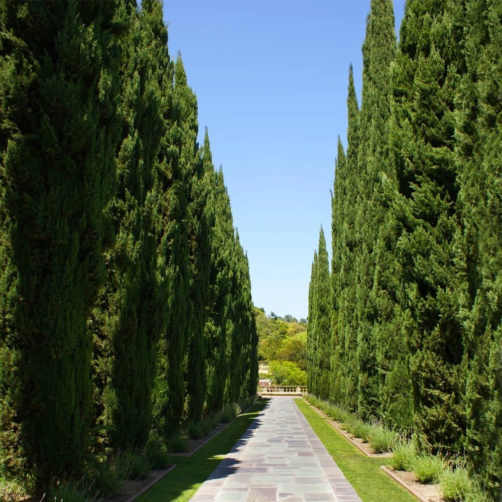 Italian Cypress - Image 4