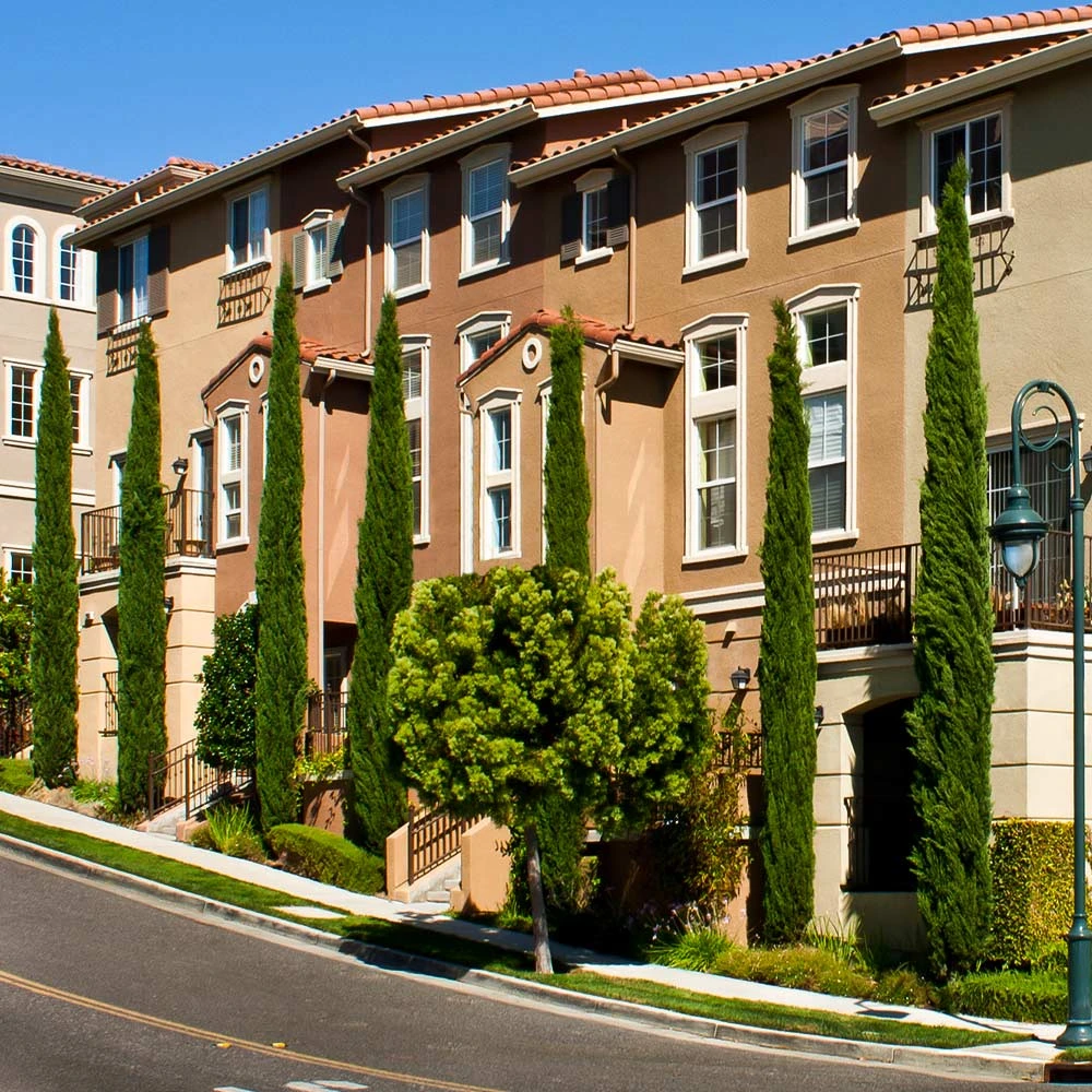 Italian Cypress - Image 6