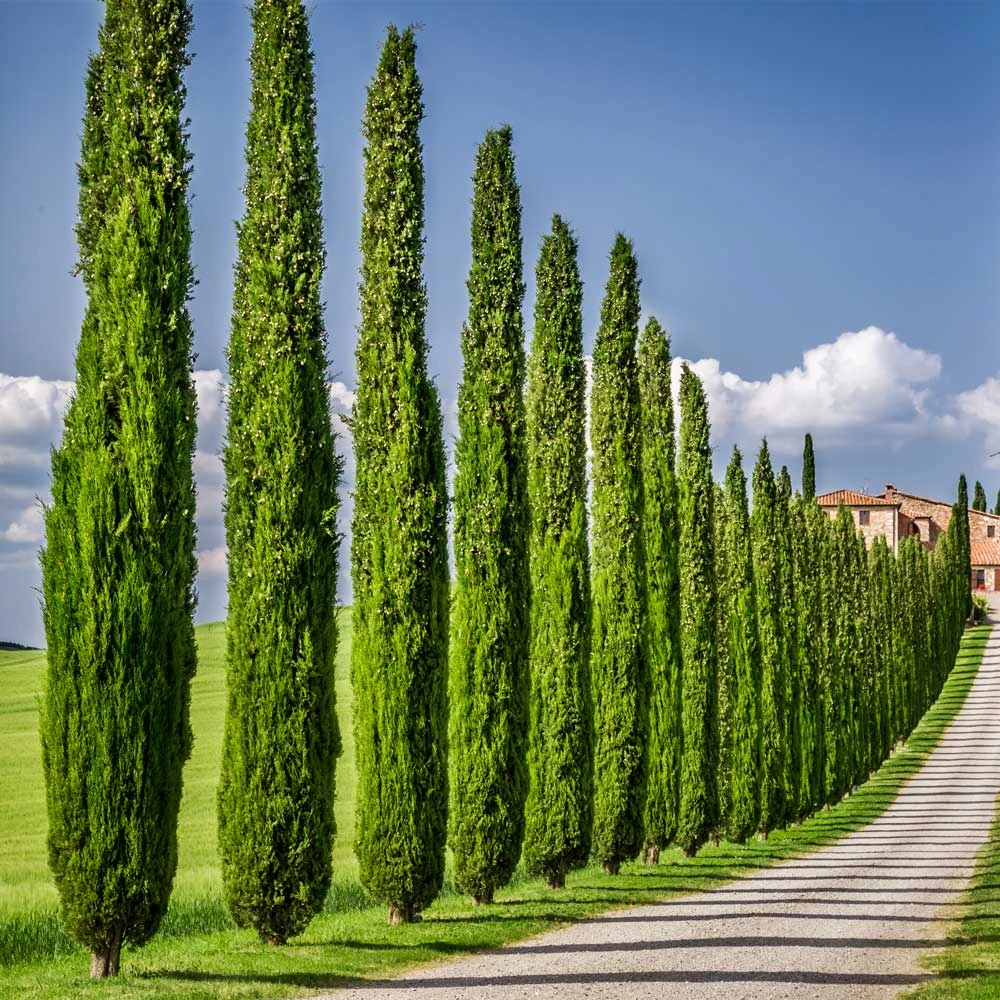 Italian Cypress - Image 3