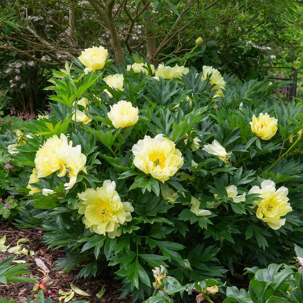 Bartzella Peony - Image 4