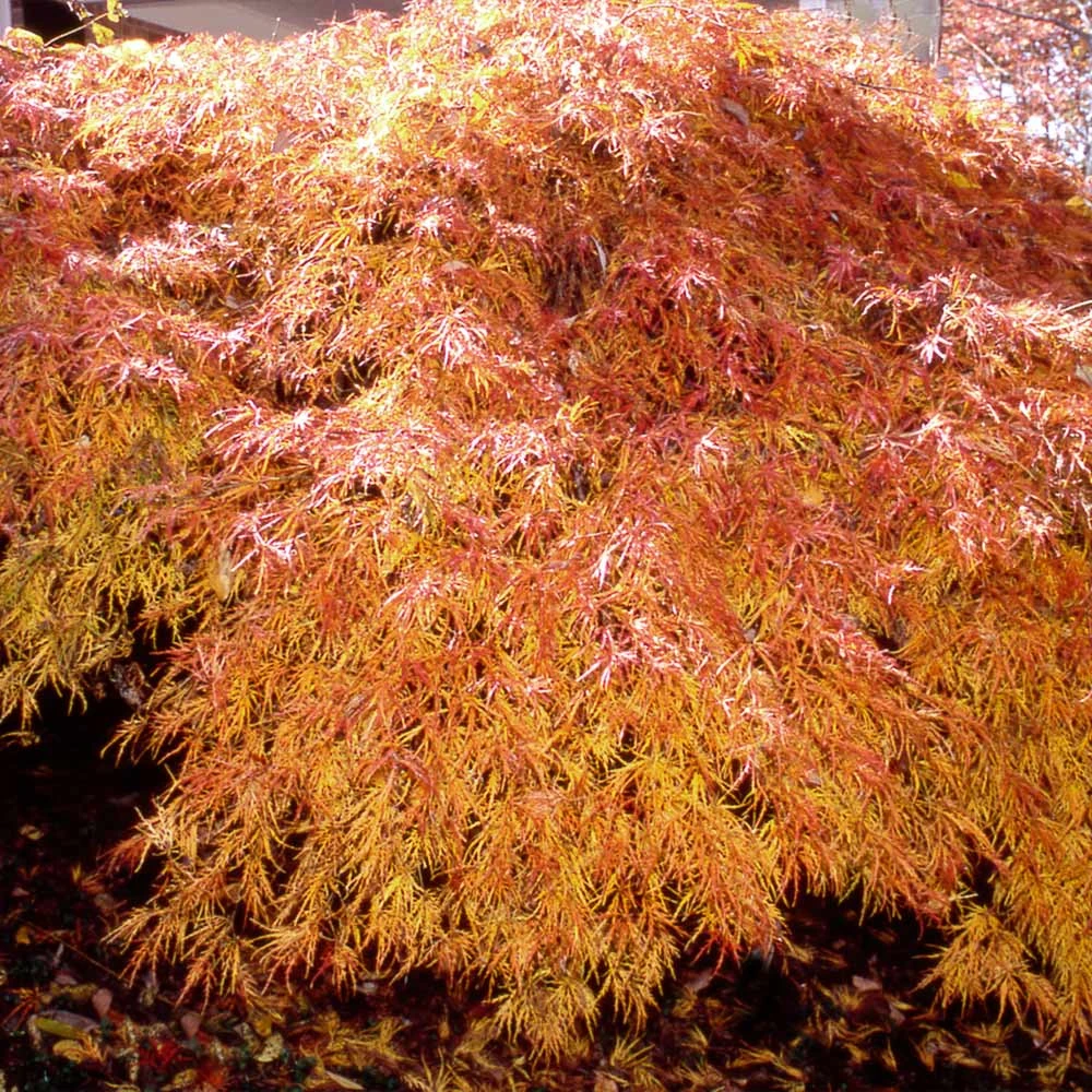 Waterfall Japanese Maple - Image 2