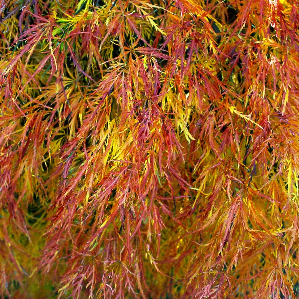 Waterfall Japanese Maple - Image 5