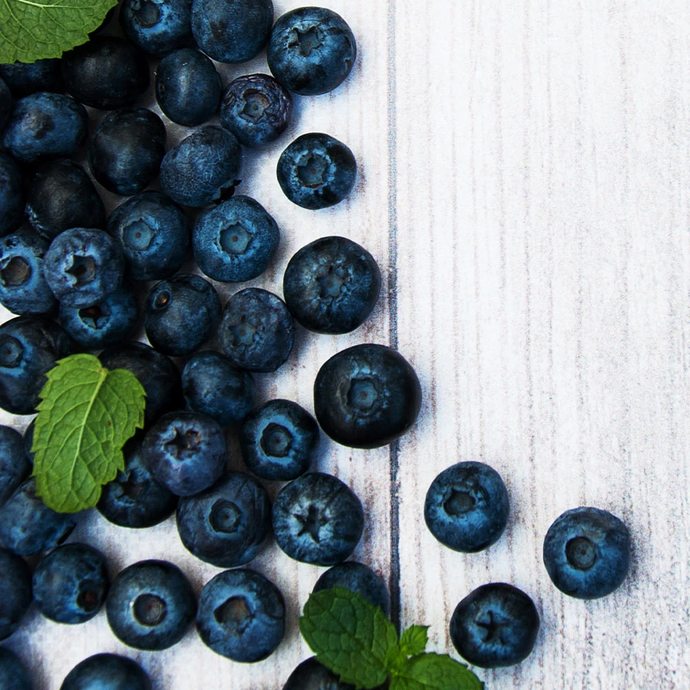 Jewel Blueberry Bush - Image 3