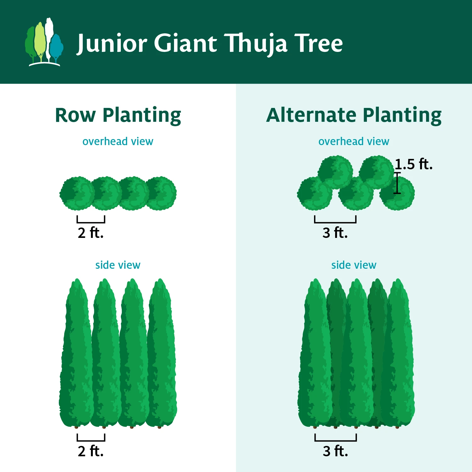 Junior Giant Thuja Tree - Image 4