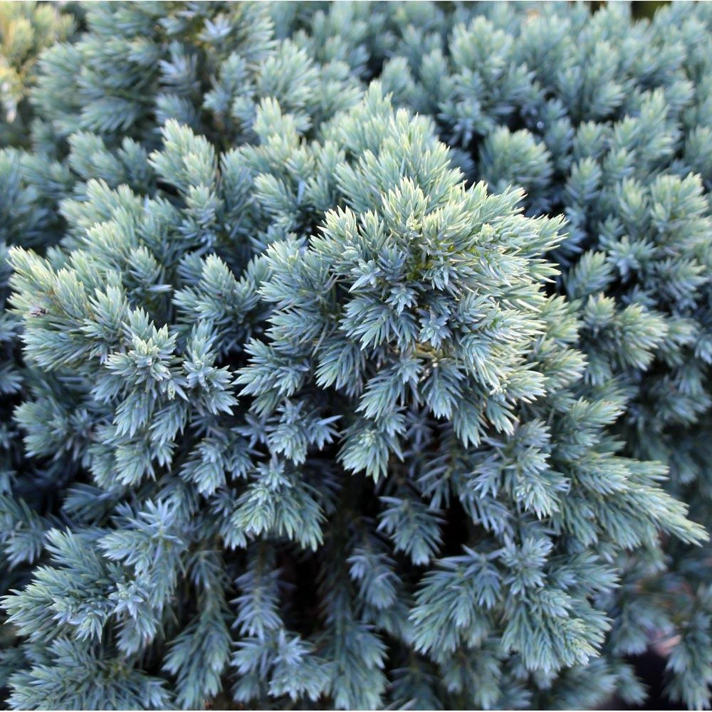 Blue Star Juniper Tree - Image 3