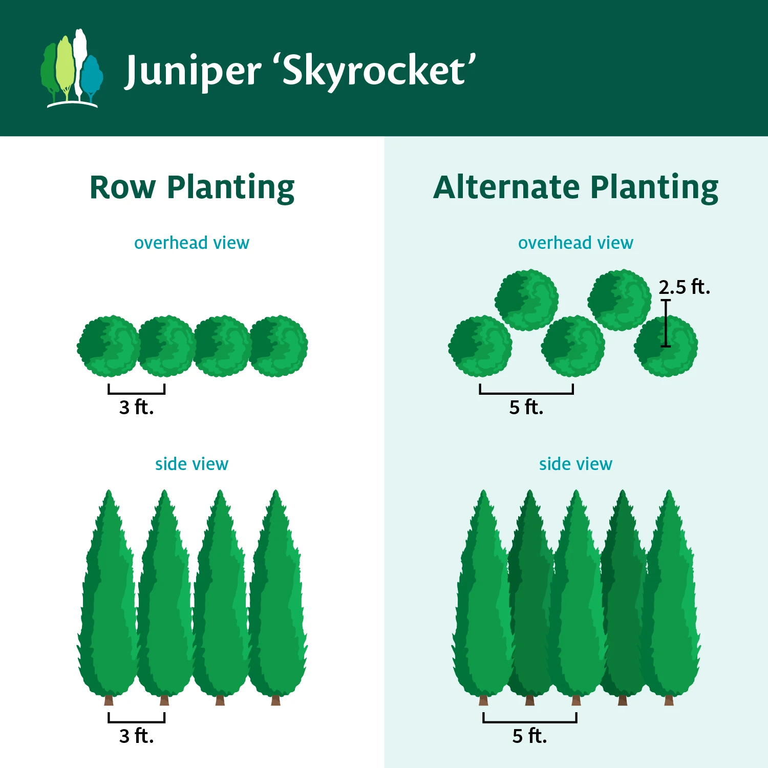 Skyrocket Junipers - Image 6