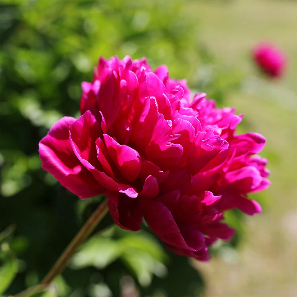 Karl Rosenfield Peony - Image 3