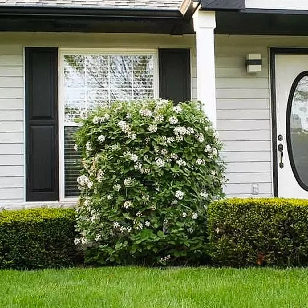 Korean Spice Viburnum Shrub - Image 3