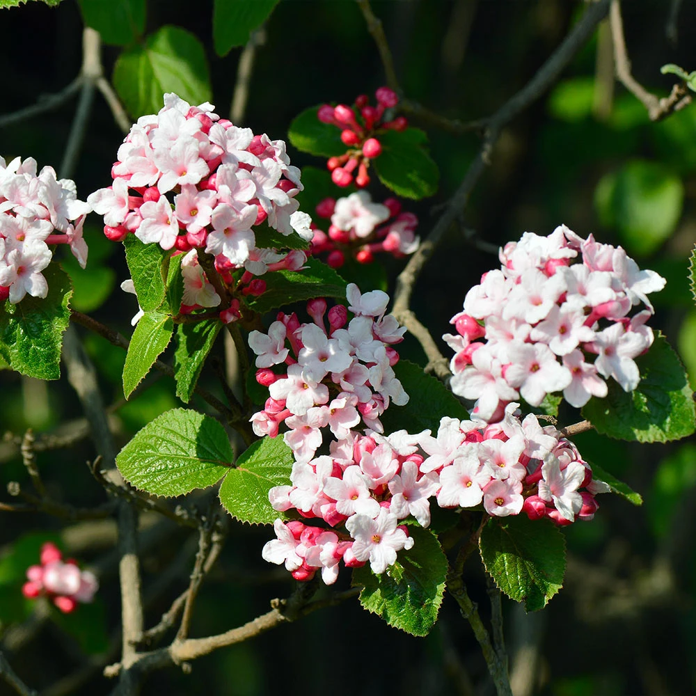 Korean Spice Viburnum Shrub - Image 2