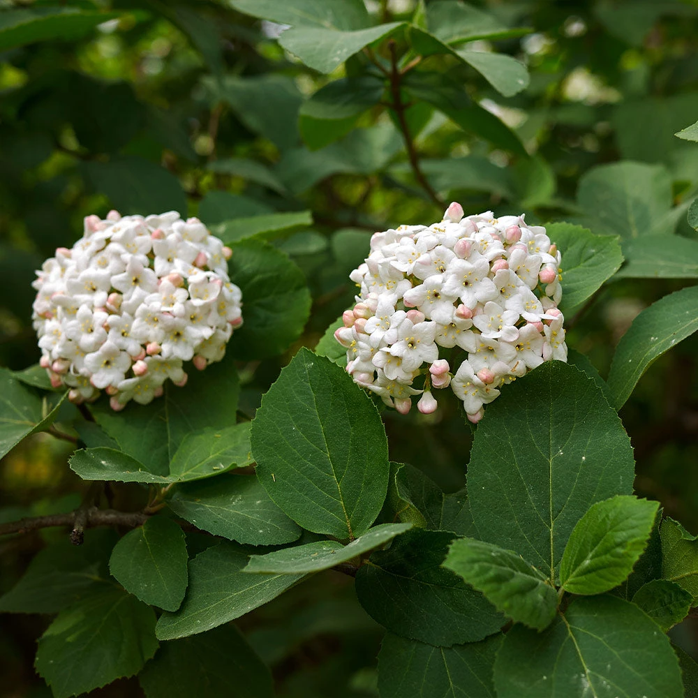 Korean Spice Viburnum Shrub - Image 4