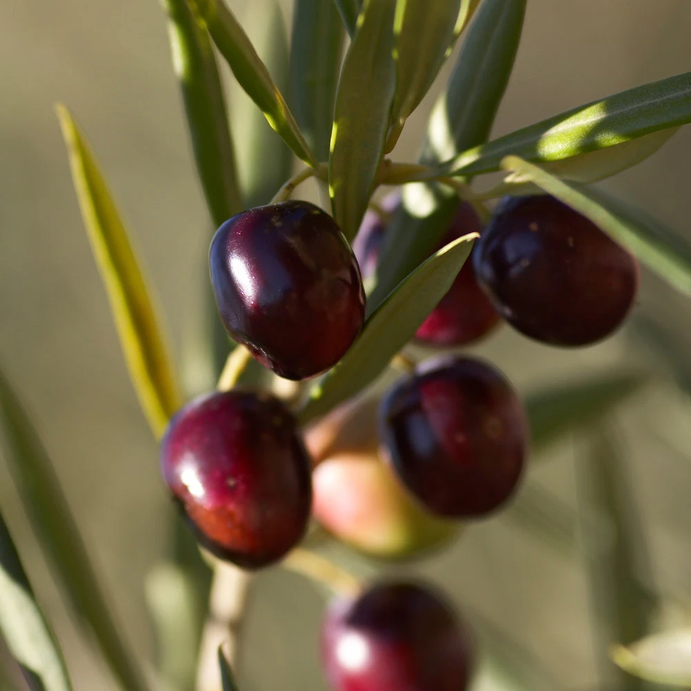 Koroneiki Greek Olive Tree - USDA Organic - Image 4