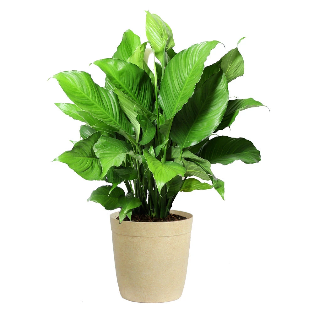 Peace Lily Plant - Image 6