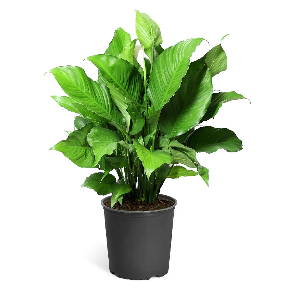 Peace Lily Plant - Image 9