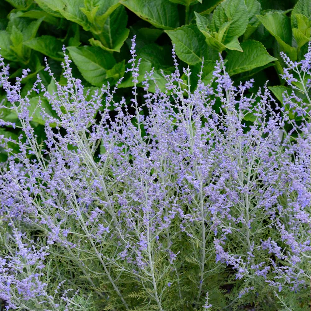 Lacey Blue Russian Sage - Image 3