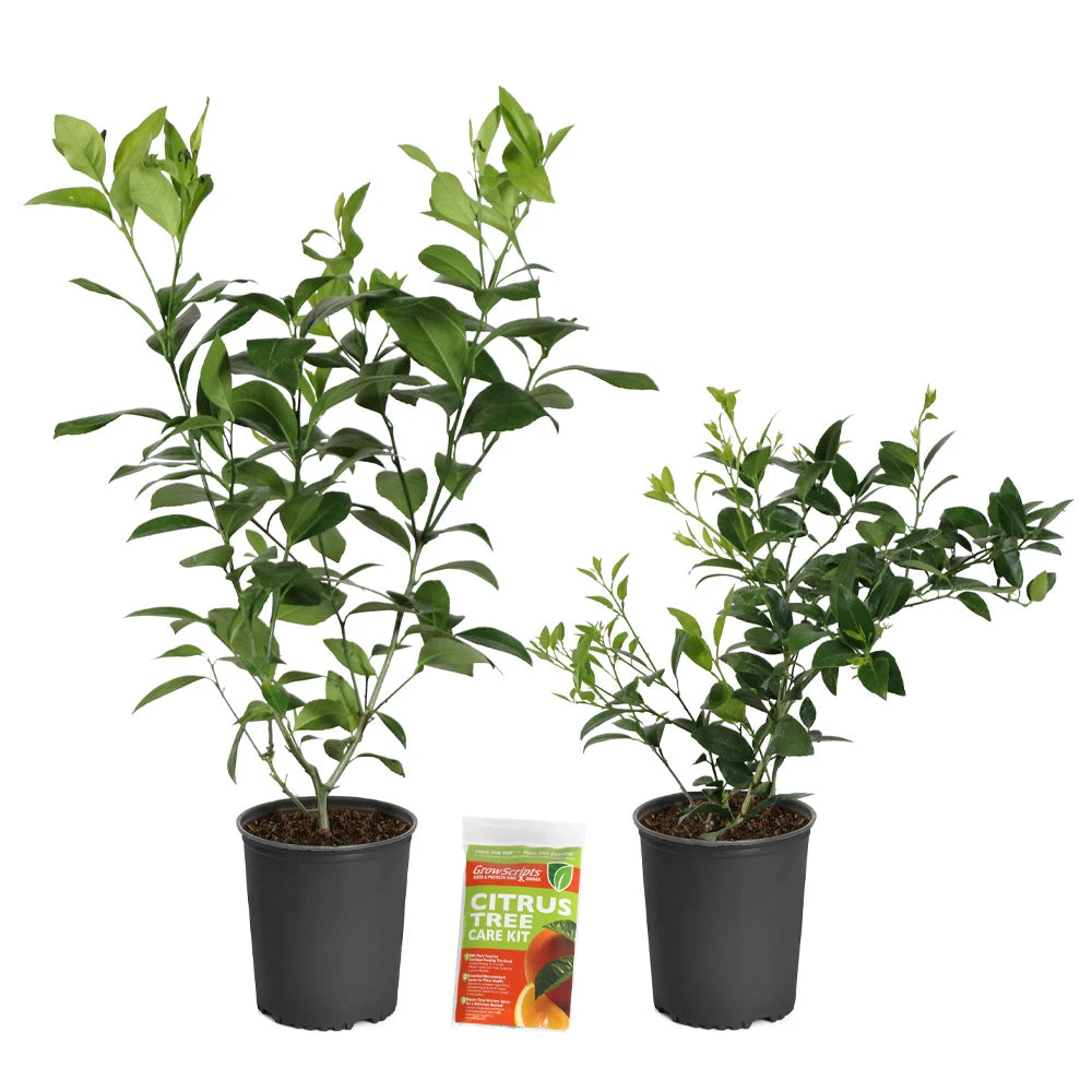 Meyer Lemon + Key Lime Bush Pack - Image 6