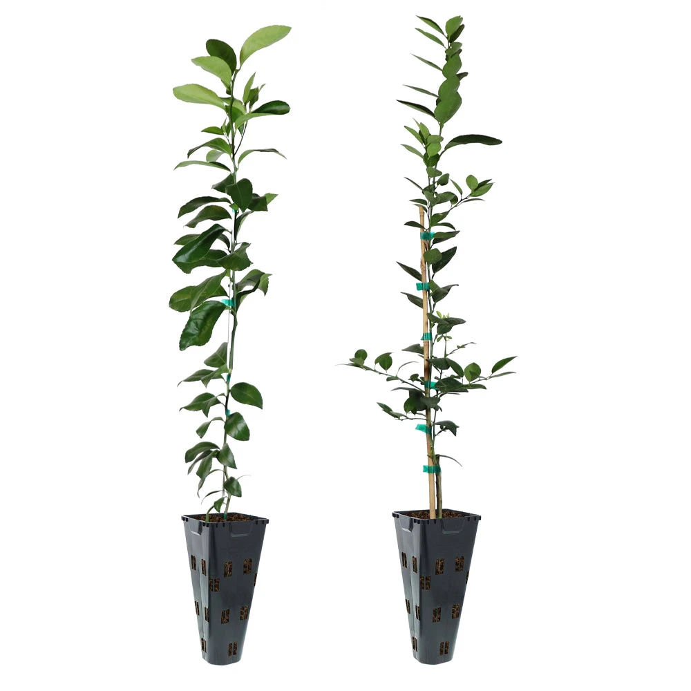 Meyer Lemon + Key Lime Tree Pack - Image 2