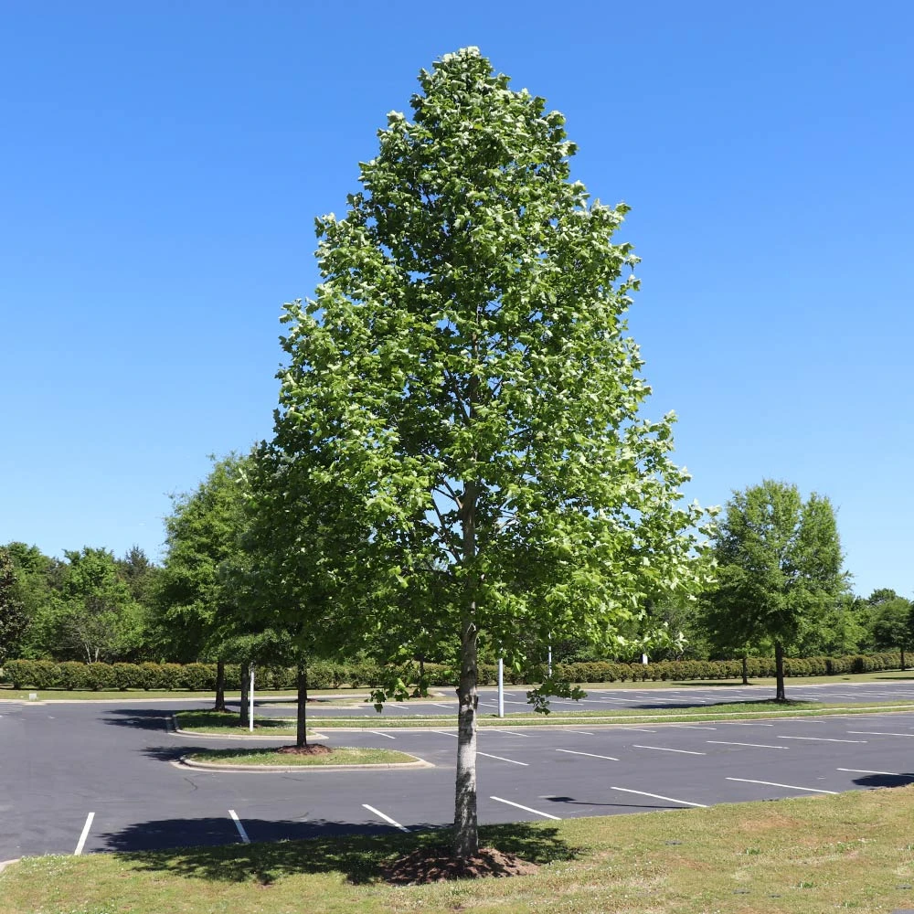 Tulip Poplar 'Little Volunteer' - Image 5