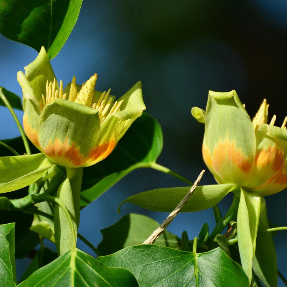 Tulip Poplar 'Little Volunteer' - Image 3
