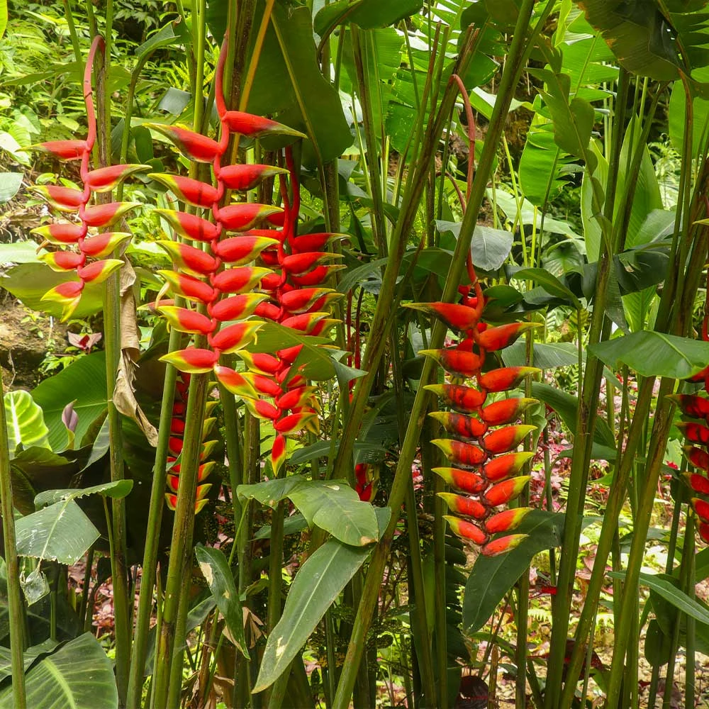 Lobster Claw Plant - Image 4