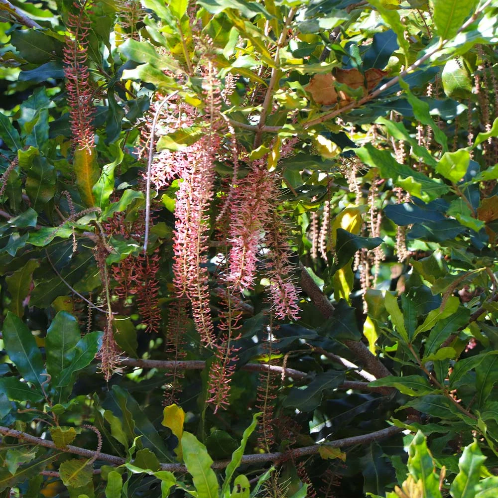 Macadamia Nut Tree - Image 5