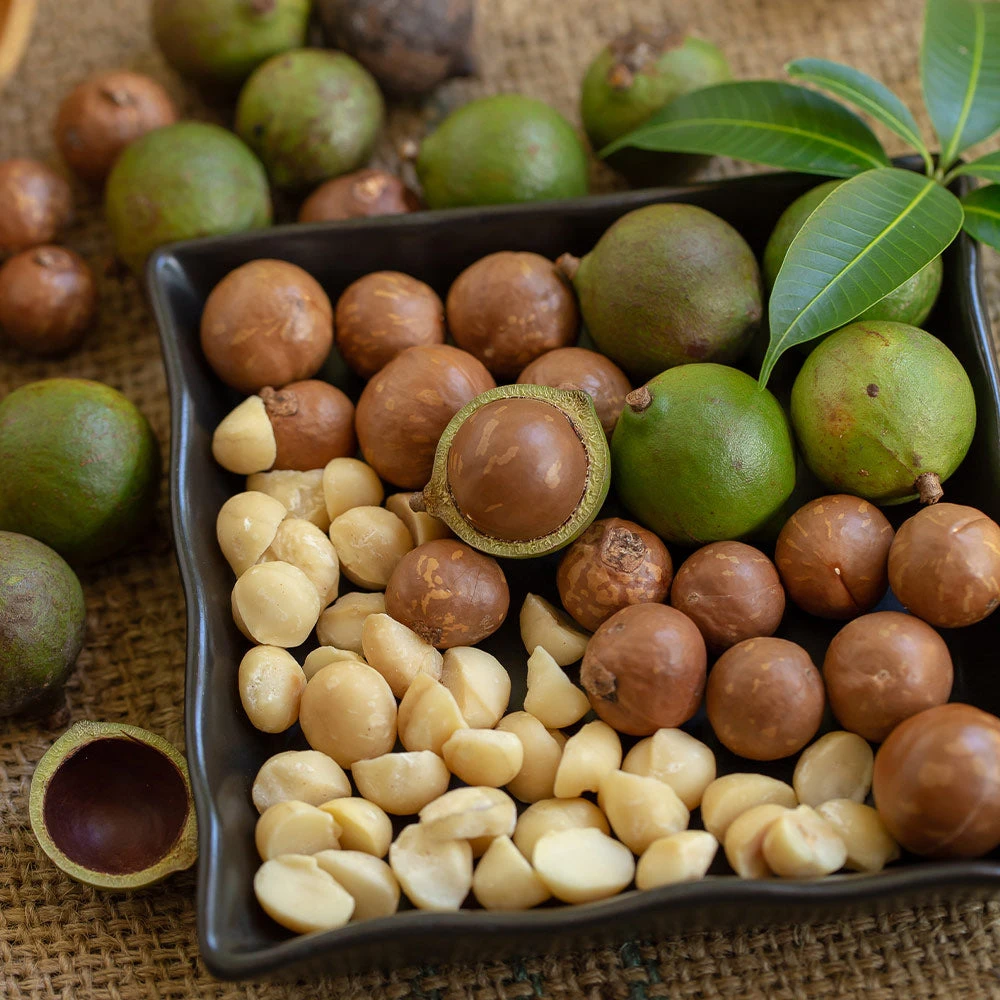Macadamia Nut Tree - Image 3