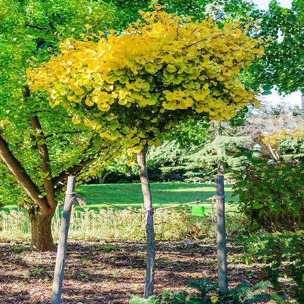 Ginkgo Biloba 'Mariken' Tree - Image 2