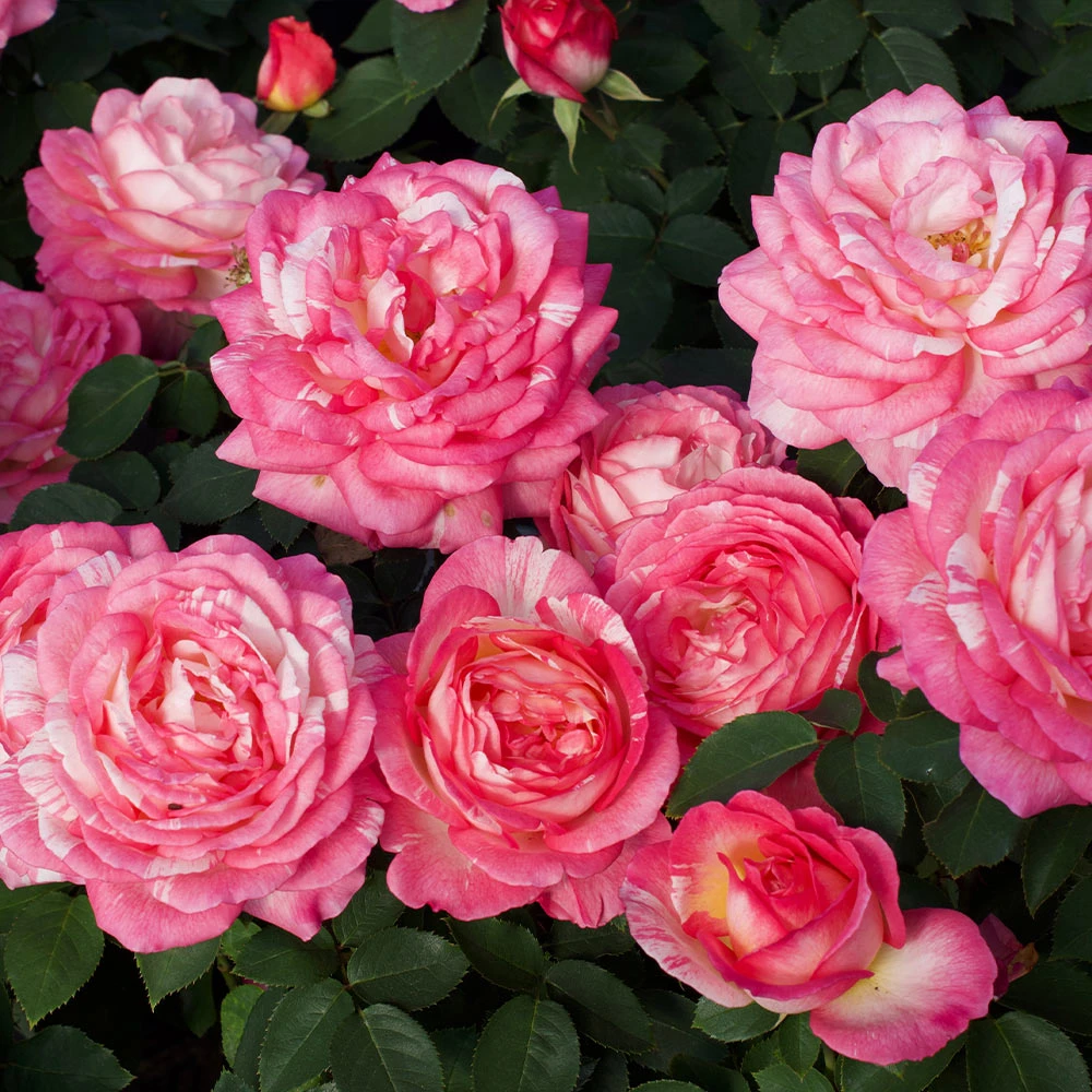 Marc Chagall™ Rose Tree - Image 3