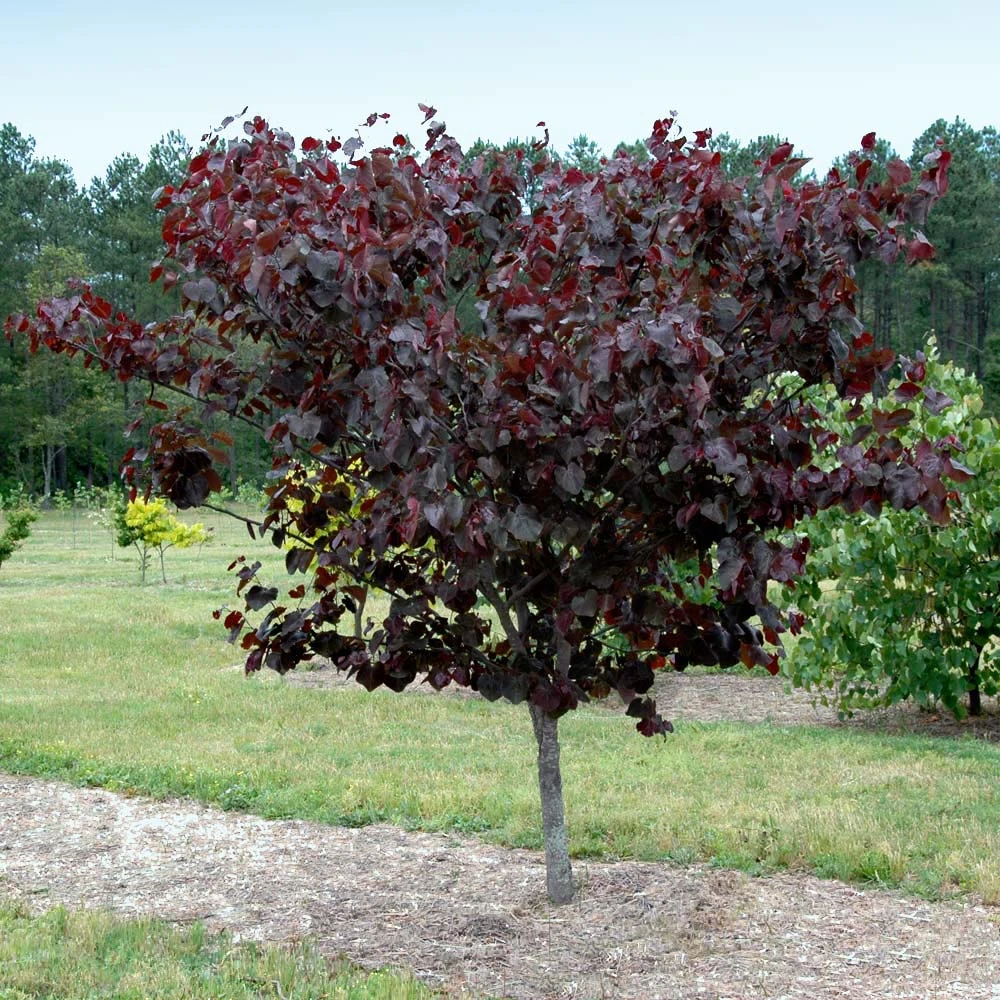 Merlot Redbud Tree - Image 2