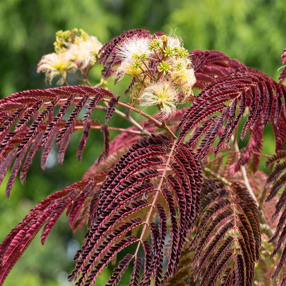 Chocolate Fountain™ Weeping Mimosa - Image 2