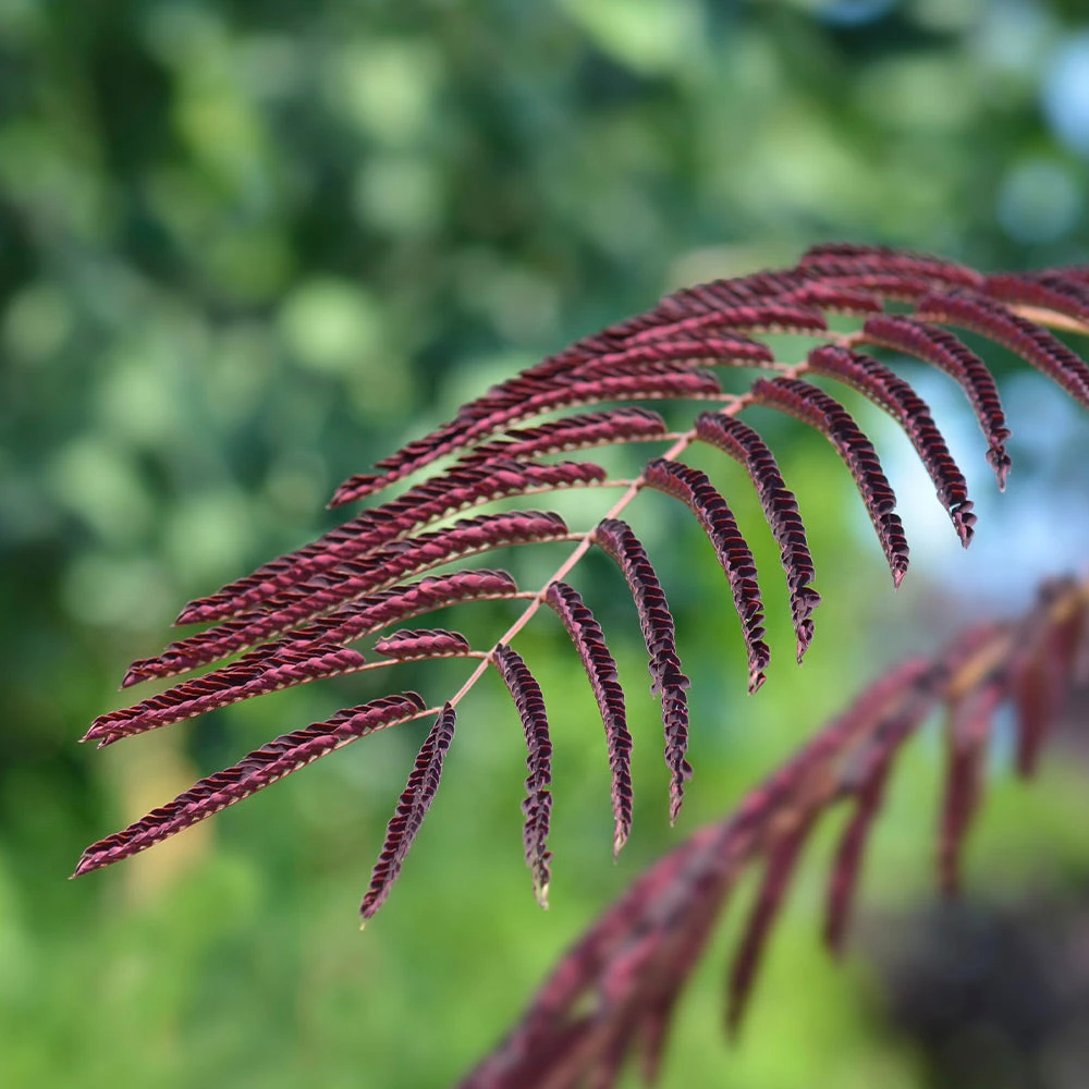 Chocolate Fountain™ Weeping Mimosa - Image 3