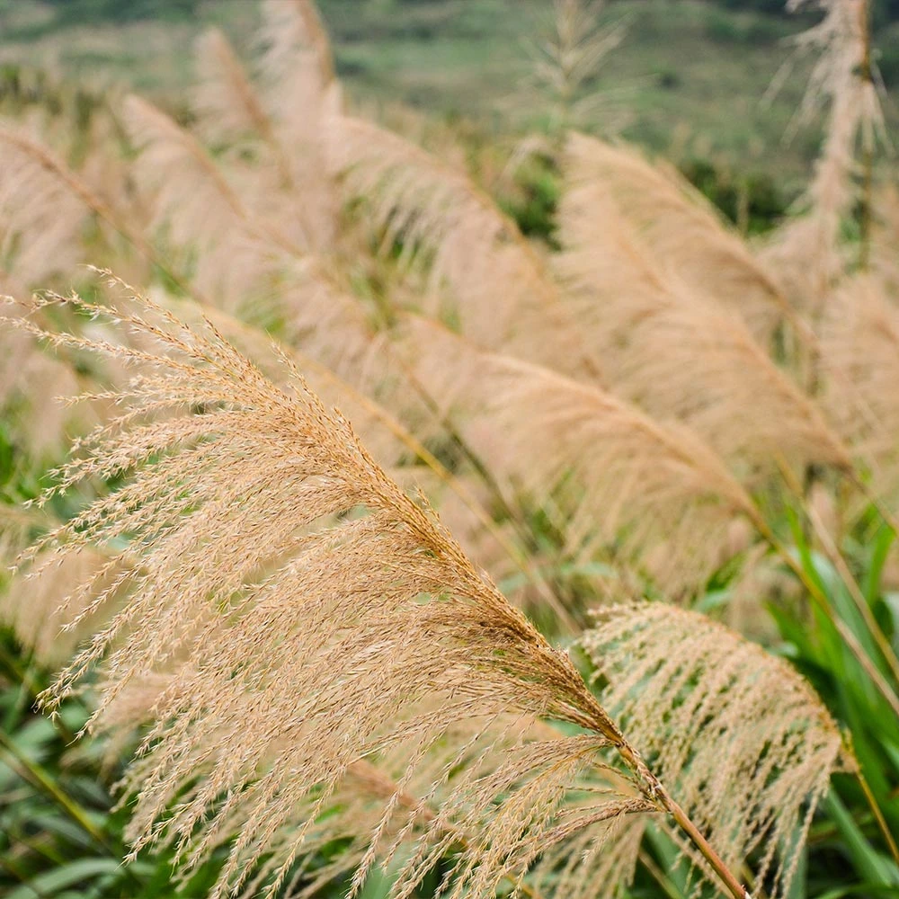 Miscanthus Gracillimus (Maiden Grass) - Image 3
