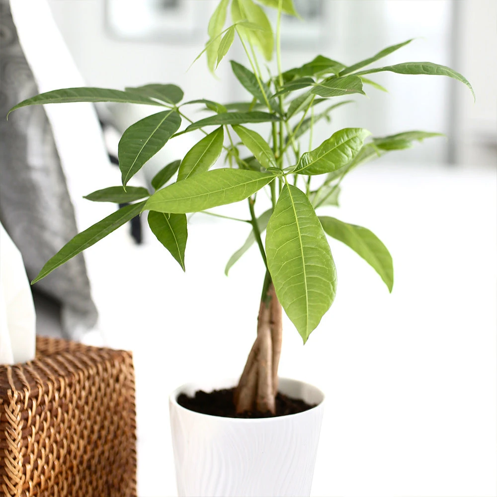 Money Tree In White Pot - Image 3