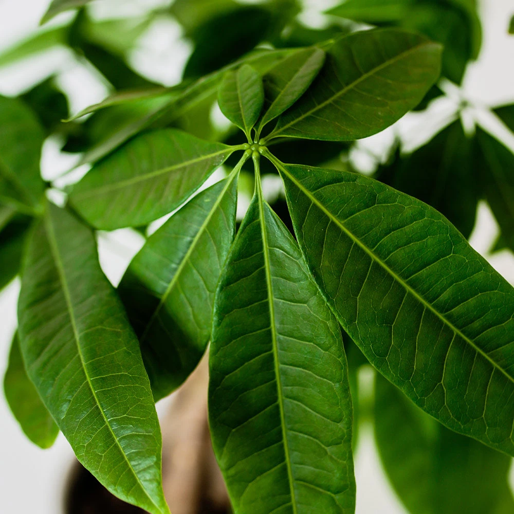 Money Tree In White Pot - Image 4