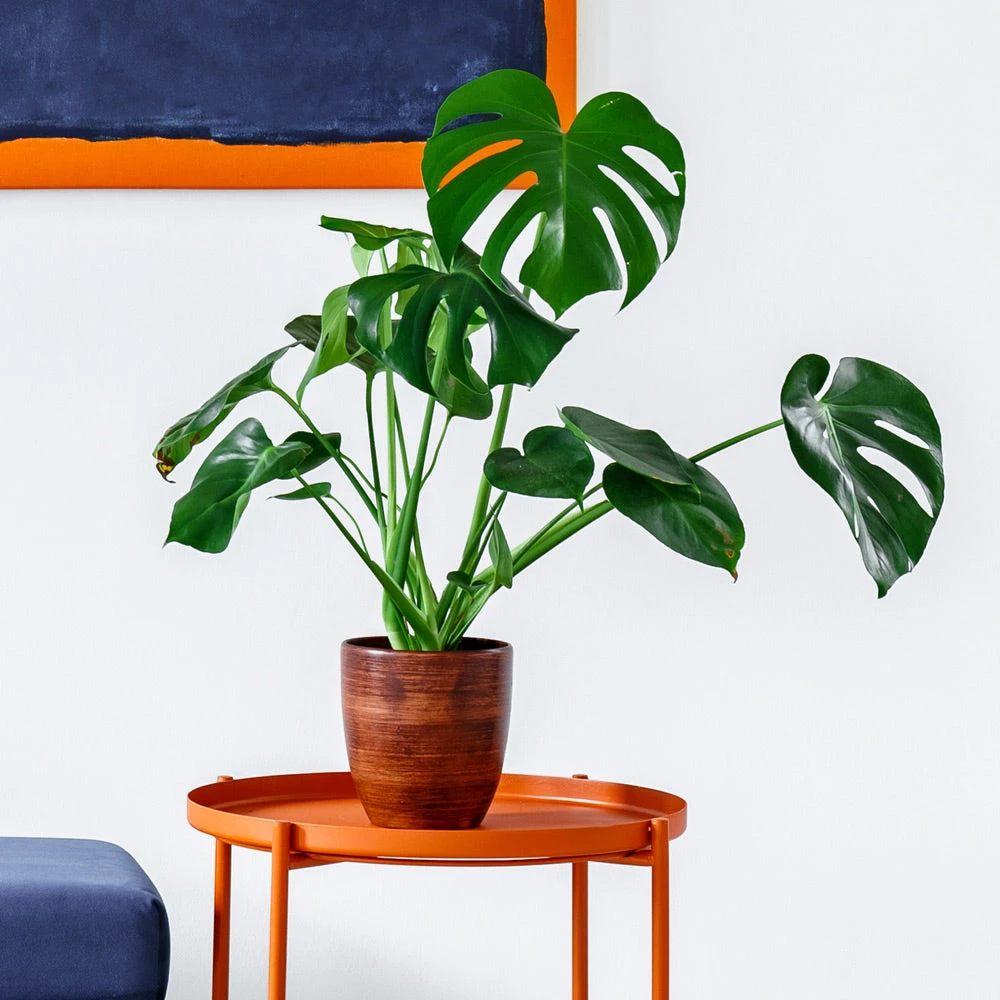 Monstera Deliciosa And Fiddle Leaf Fig Combo - Image 3