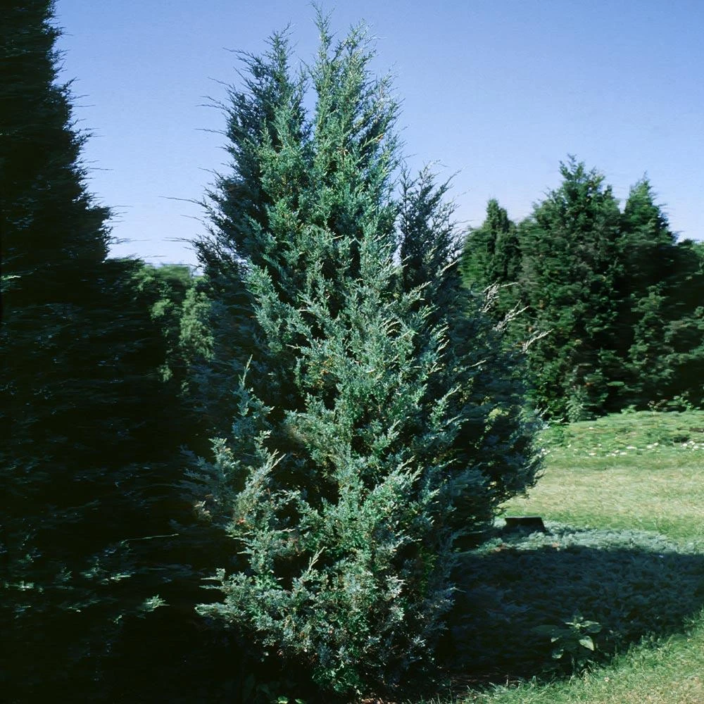 Moonglow Juniper - Image 4