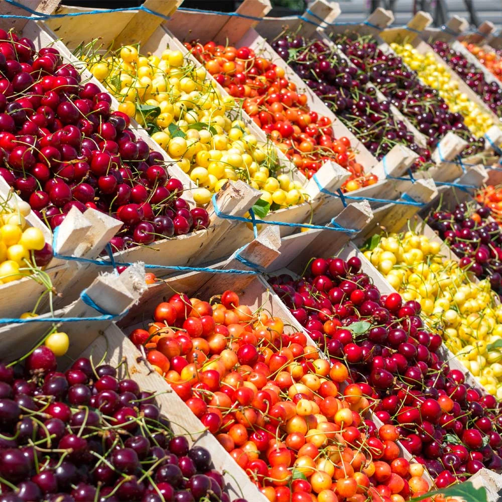 4-in-1 Cherry Tree - Image 2