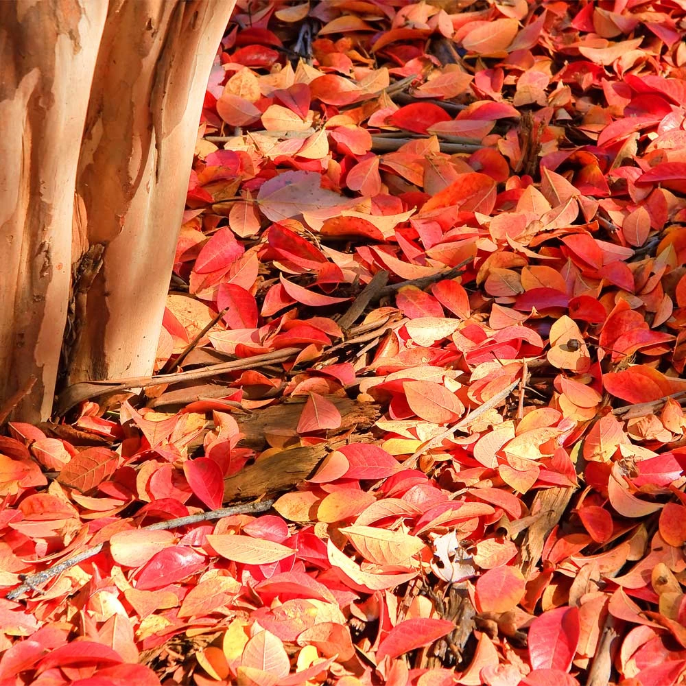 Muskogee Crape Myrtle Tree - Image 6