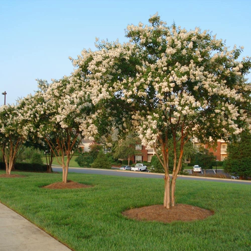 Natchez Crape Myrtle Tree - Image 3