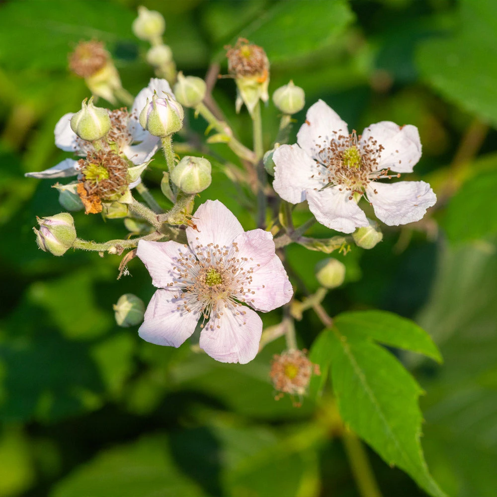 Navaho Blackberry - Image 4