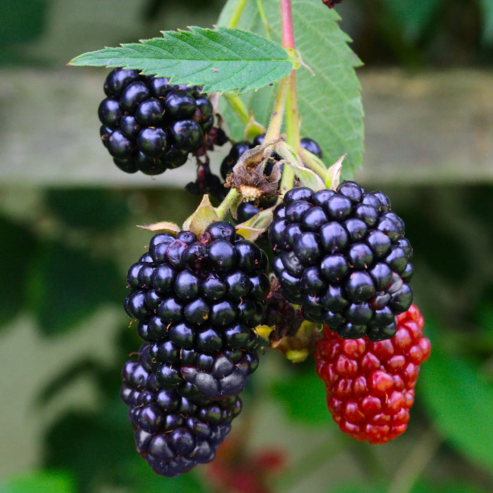 Navaho Blackberry - Image 3