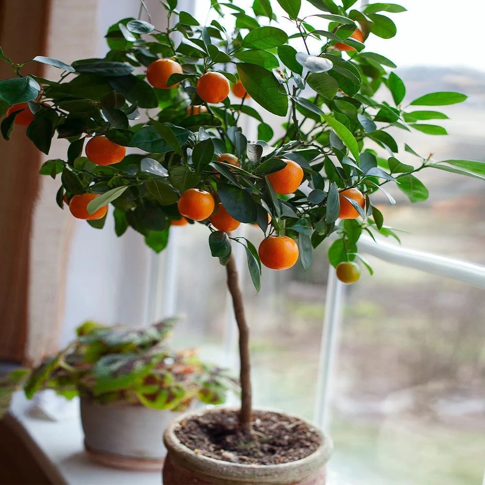 Nules Clementine Tree - USDA Organic - Image 3
